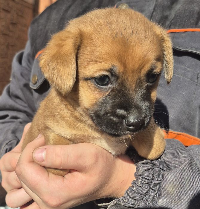 Oddam w dobre ręce szczeniaki