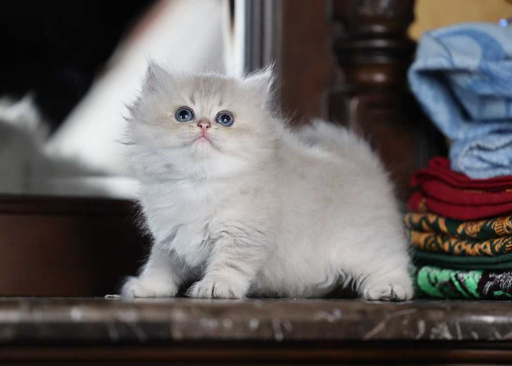 Британський котик 1,5 міс