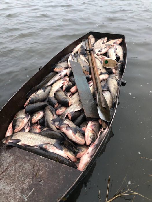 Жива риба-Товстолоб,короп,карась СЕРЕДИНКА,ГАЙСИНСЬКИЙ Р-Н