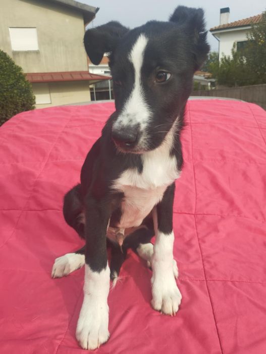 Pastor para adoção muito responsável