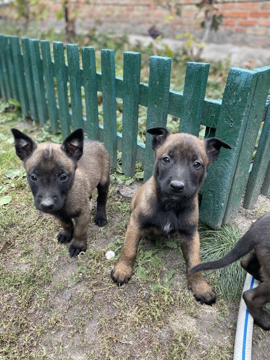 Щенки Бельгійської вівчарки Малінуа