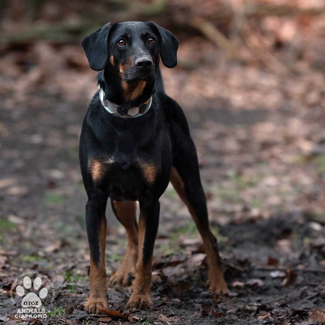 Pako/Sierpień czeka na dom w OTOZ Animals Schronisku Ciapkowo!