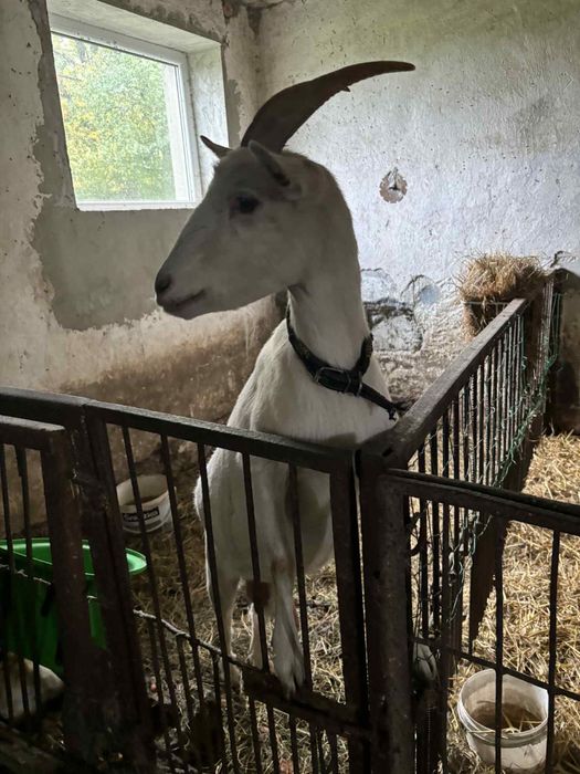 Sprzedam 3 letnią koze