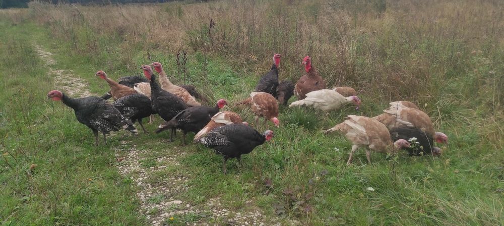 Sprzedam Indyki  zwykłe