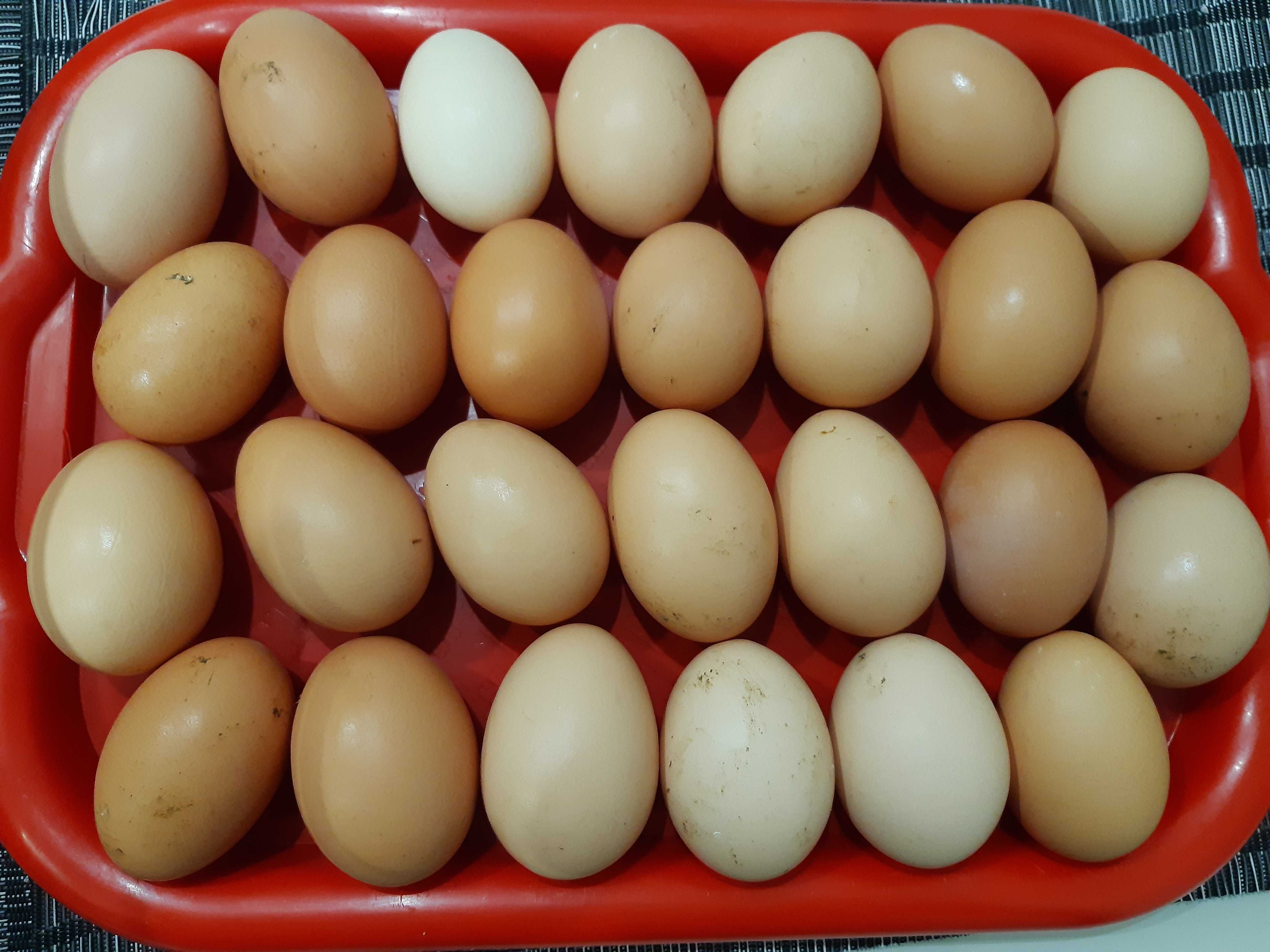 Продам Яйця домашні
