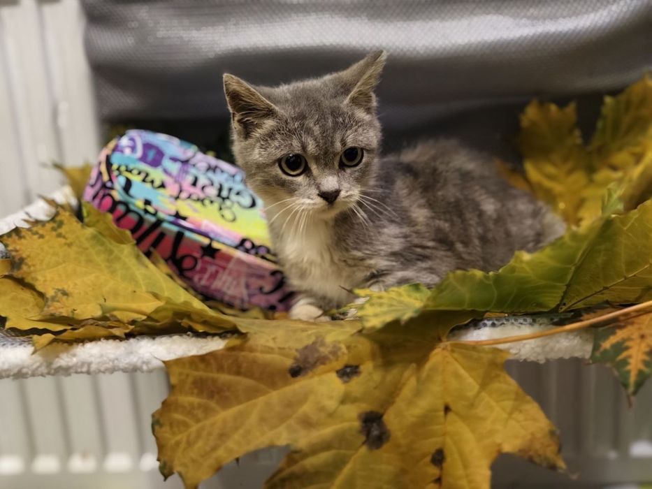 Кішечка, схожа на британочку шукає люблячий дім