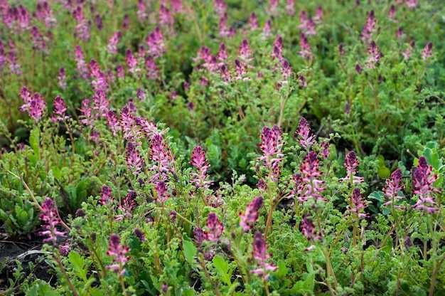 fumaria officinalis
