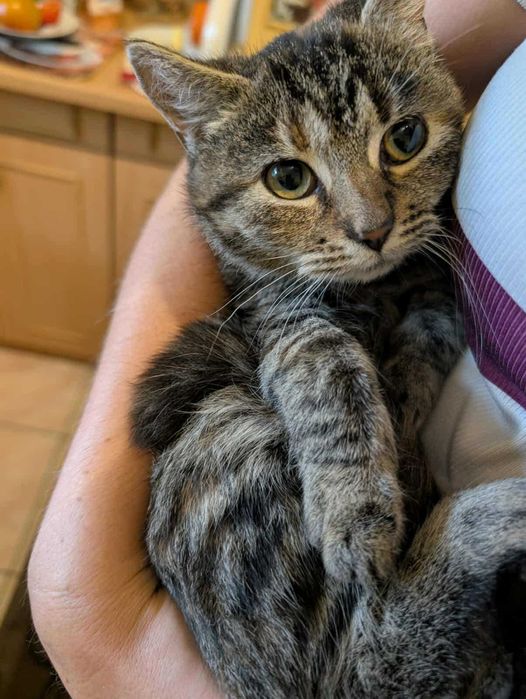 Doris Kotka 6 miesięczna do adopcji
