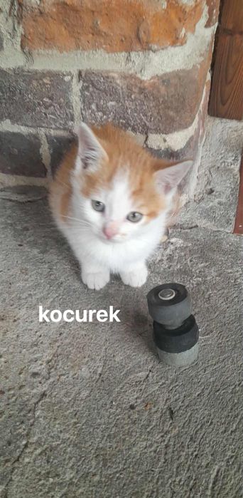 Małe kotki do adopcji