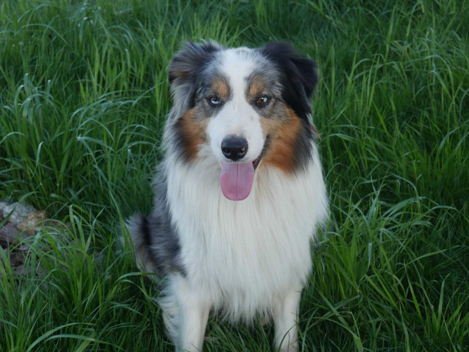 Border Collie chłopak