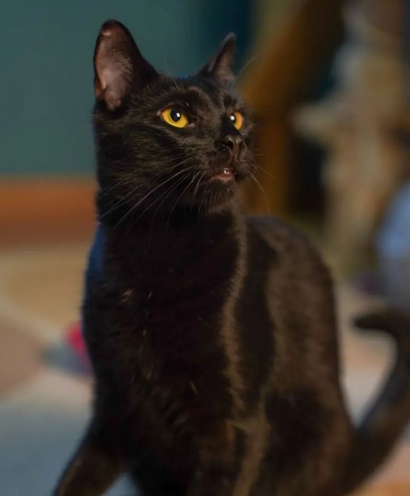 Berlin przepiękny czarny kot