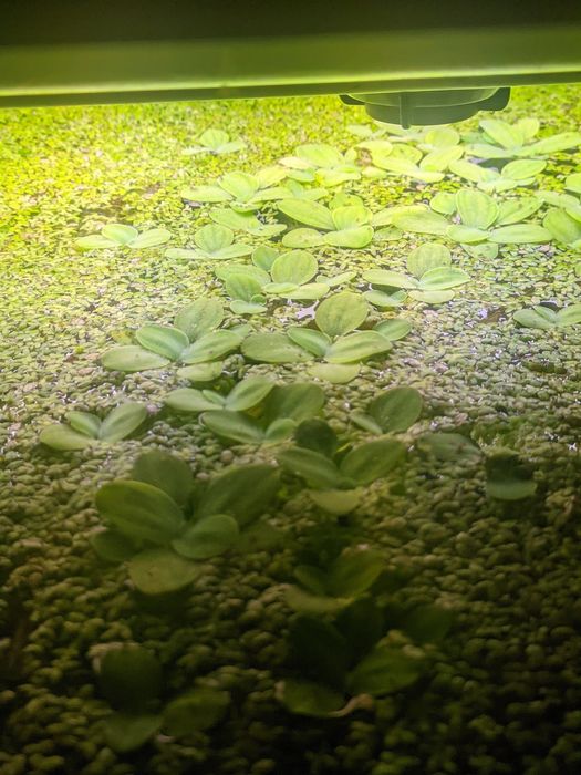 Planta de superfície para lagos/ aquários, Alface D'Água