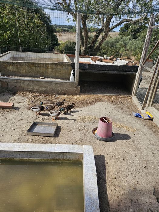 Vendo 6 patos bravos