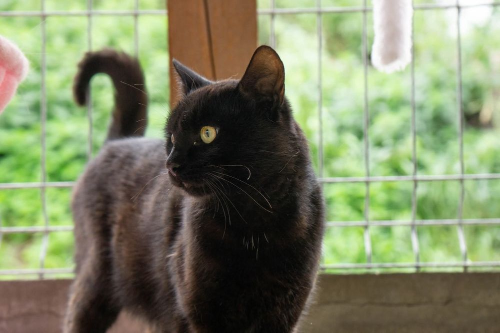 Czarny kot Venom czeka na dom w schronisku