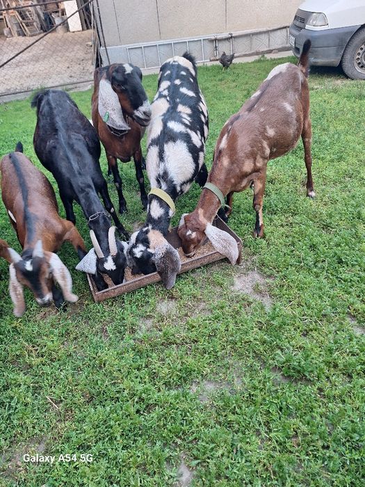 Продаються А/нубійскі кози,та весняні козинята,гарна родословність