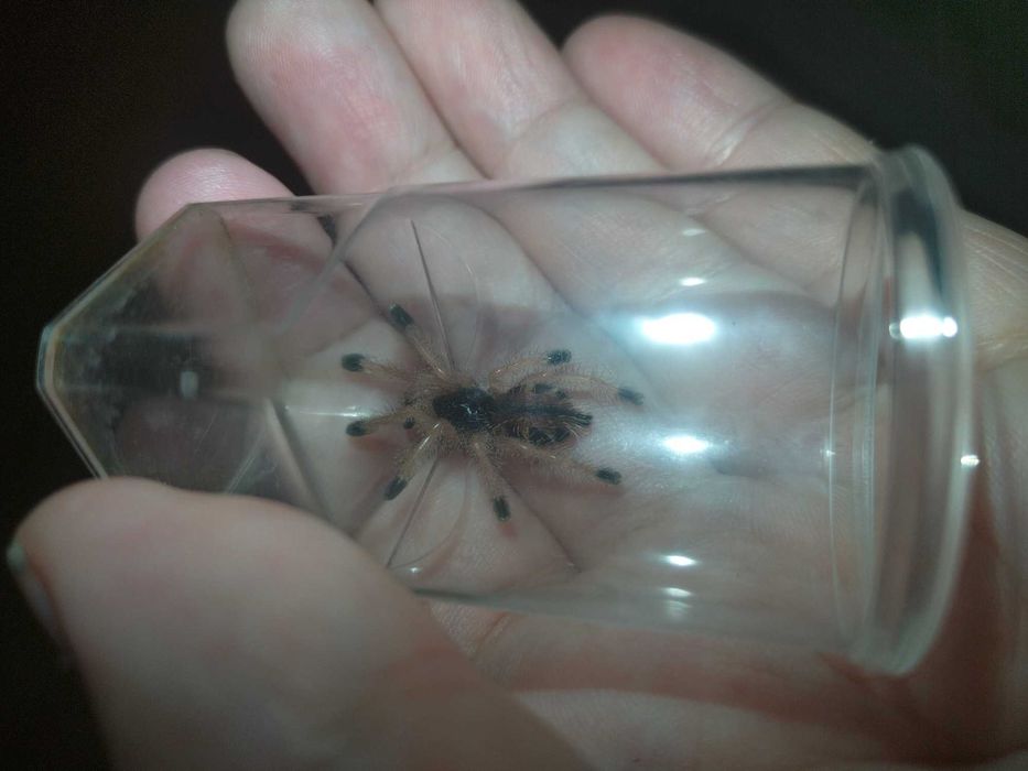 Avicularia avicularia l4