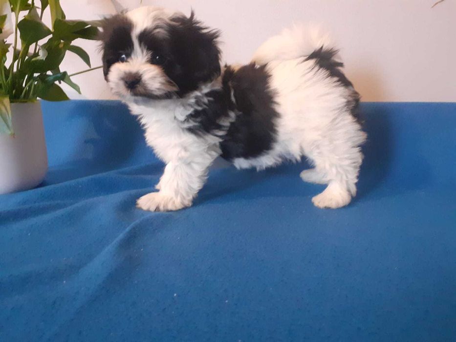 Hawapoo suczka szczeniak piesek