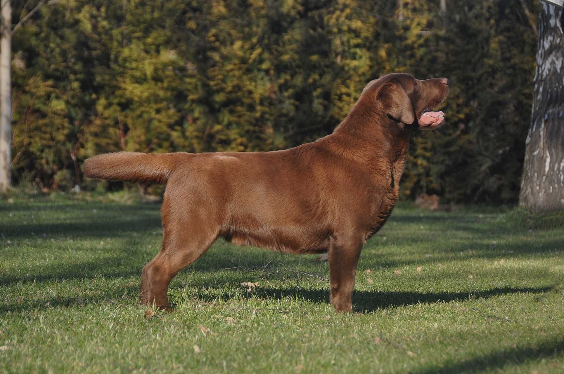 Labrador Retriever szczenie z rodowodem ZKwP, FCI Badania Genetyczne