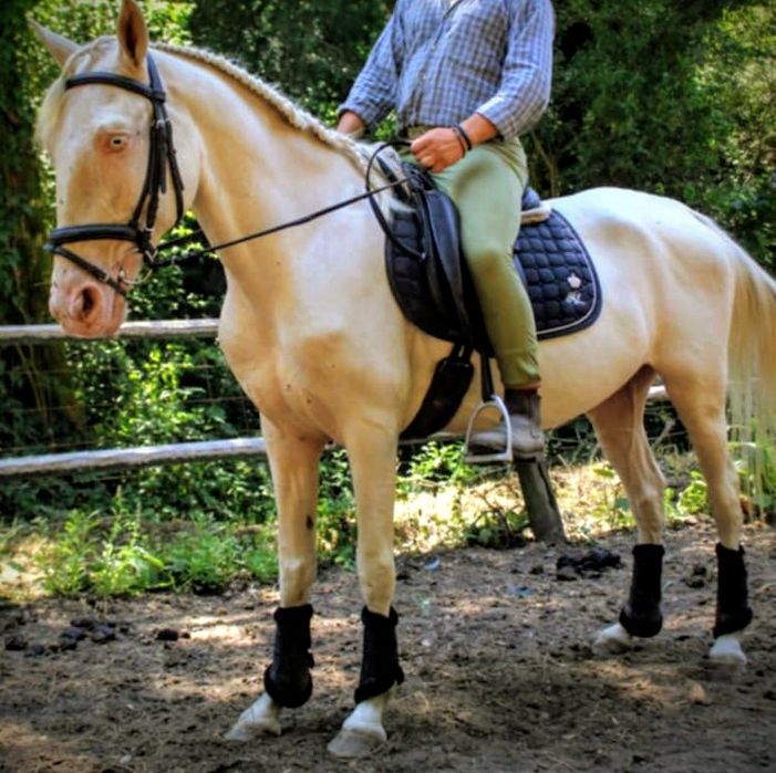 Dois cavalos para venda ou troca