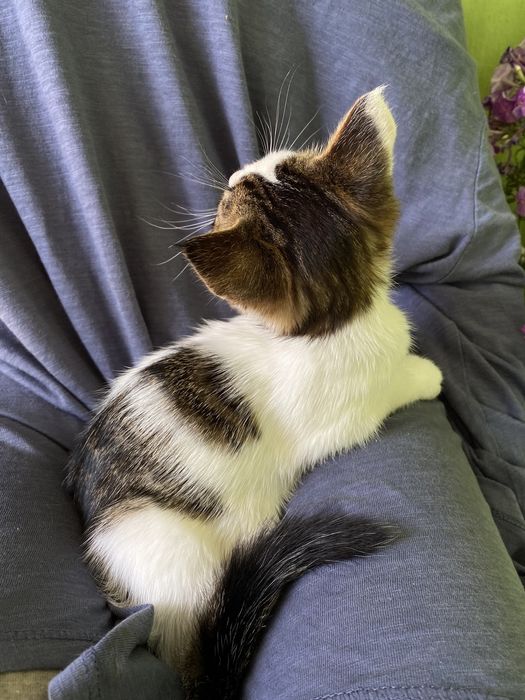 Віддамо котенят в хороші руки