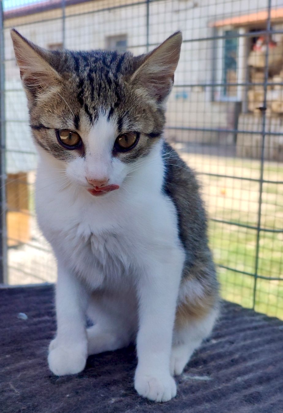 Przekochan Stokrotka gorąco poleca się do adopcji .. :)