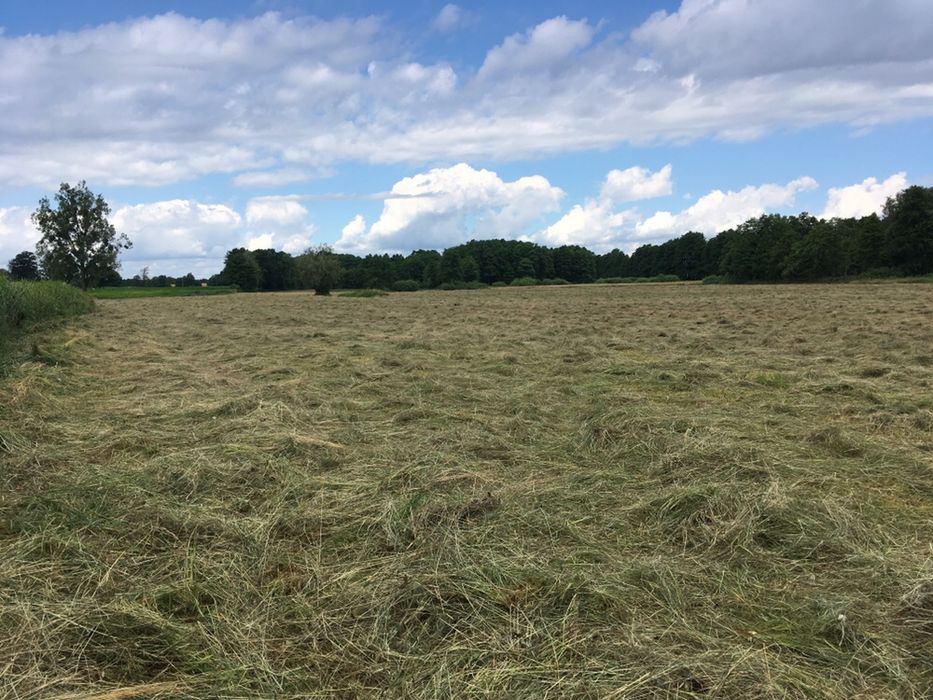 Siano 2025r.bele 120x140 zwijane prasą claas, schowane pod dachem