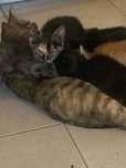 Dou gatinhos bebés