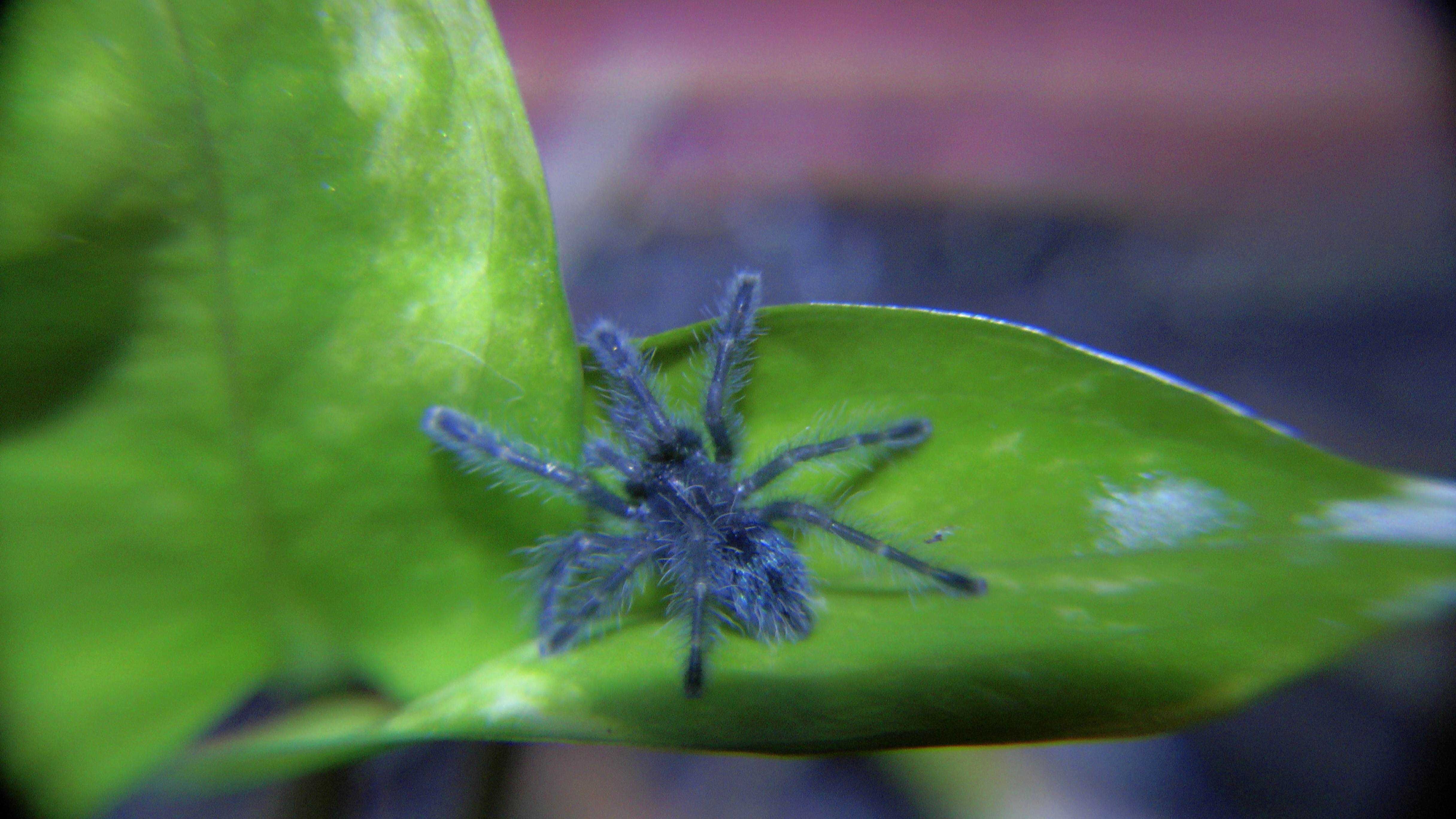 Avicularia versicolor , caribena L2/3 ptasznik