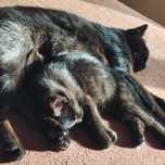 Wspaniały duet Foxi i Sylwester polecają się do adopcji.