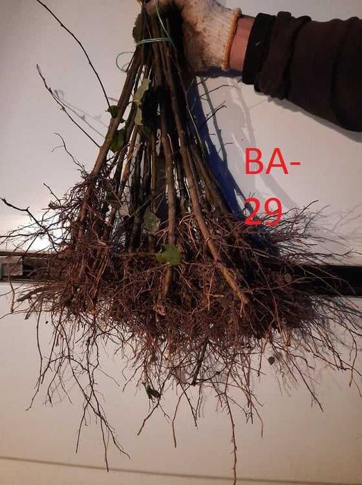 Подвой підщепа  Кольт,Айва ВА-29,  М9 62-396 М7 евріка бест-3