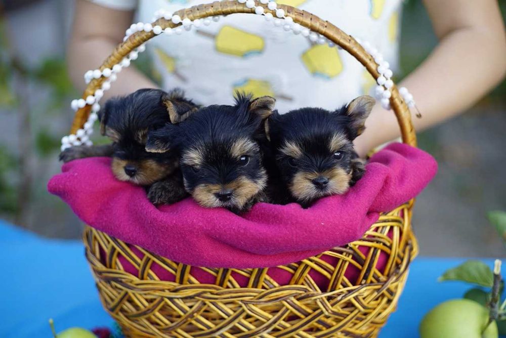 Цукерочка в кишені — йорик-дюймовочка, вага до 1,5 кг!