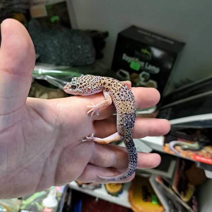 Gekon Lamparci w PAWIK.PL sklep zoologiczny Rzeszów