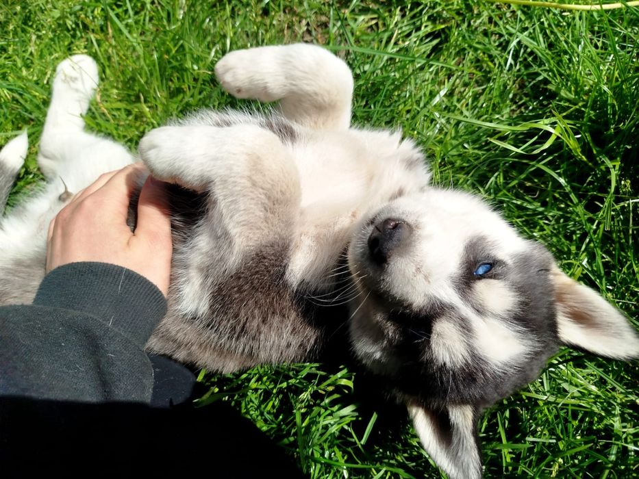 Już są piękne szuczki Syberian Hasky