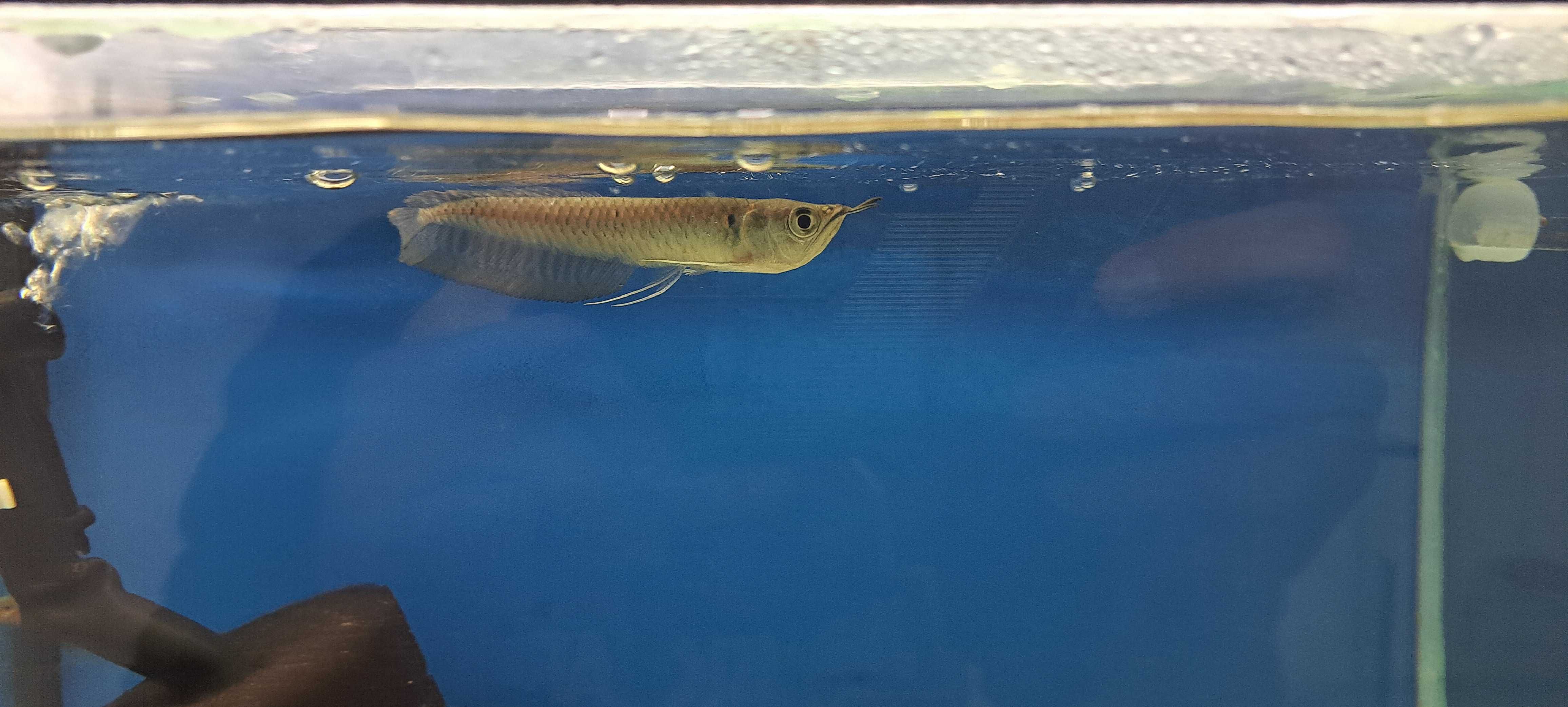 Arowana Srebrna..