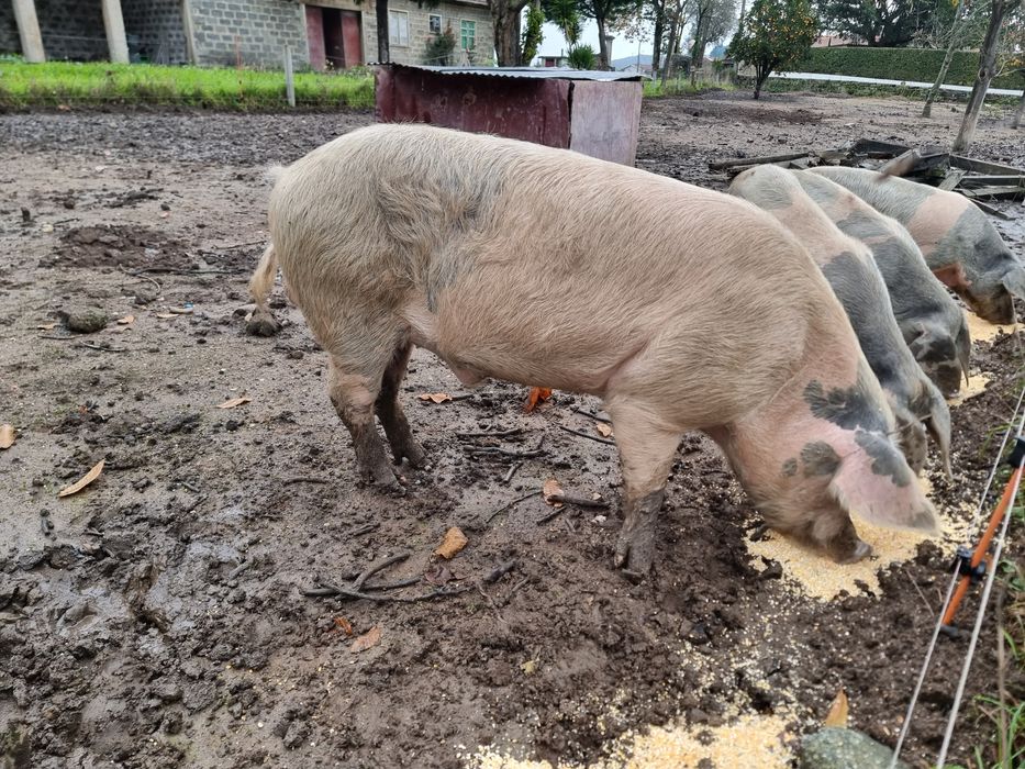 Vendo porcos bisaros.