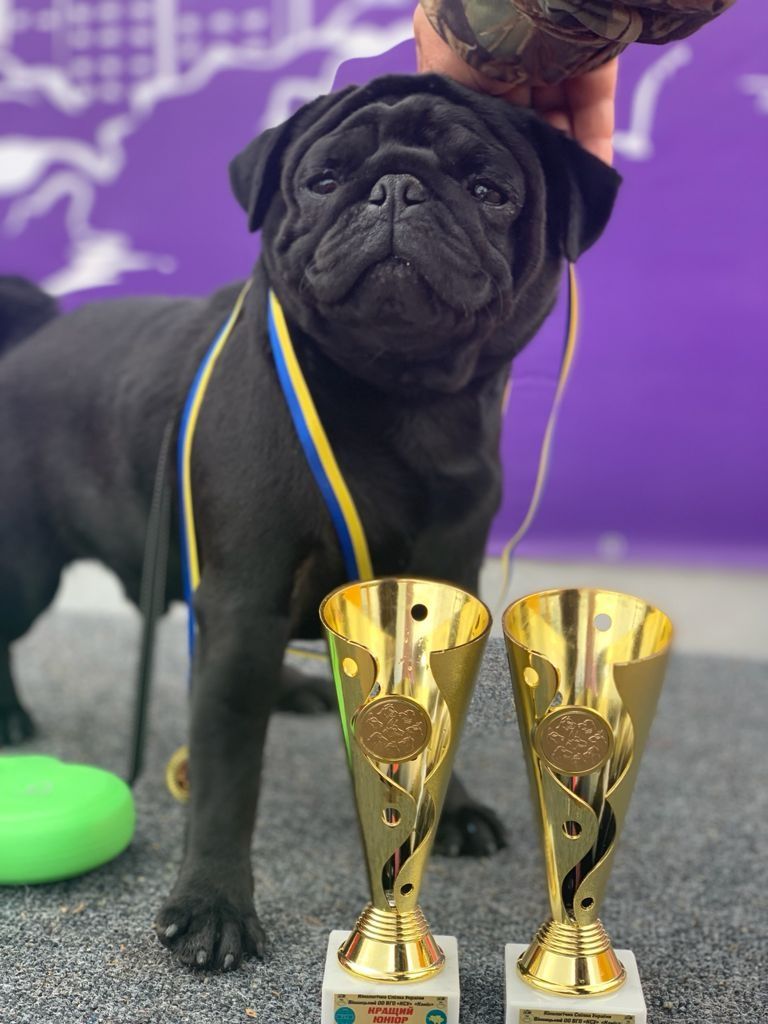 Шикарний мопс хлопчик. Вязка. Чемпіон України,  родовід, КСУ