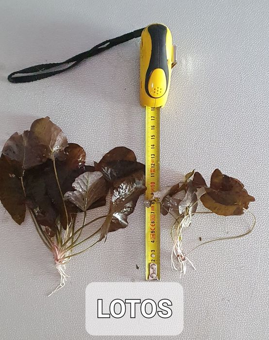 Rośliny akwariowe Limnophilia, Rotala, Bakopa, Kryptokoryny, Lotos