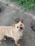 Radosna Cleo jest gotowa do adopcji!