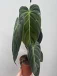 Philodendron melanochrysum