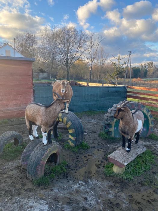 Sprzedam koziolka i koze minaturki