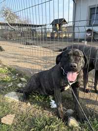 Suczka Cane Corso Italiano