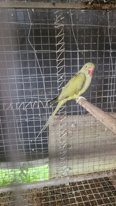 Vendo ring necks