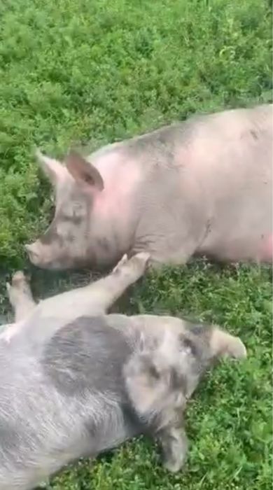 Продам свині пацє дзвонити за номером