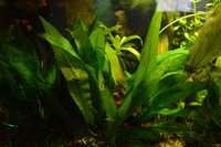 Żabienica Amazońska Echinodorus amazonicus - naturalna tanio