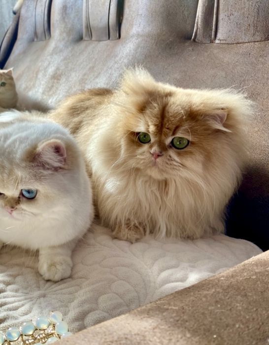 Британська золота шиншила