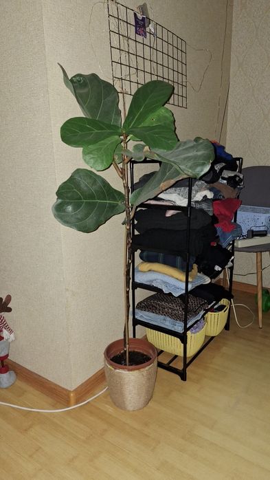 Фікус лірата (130 см)