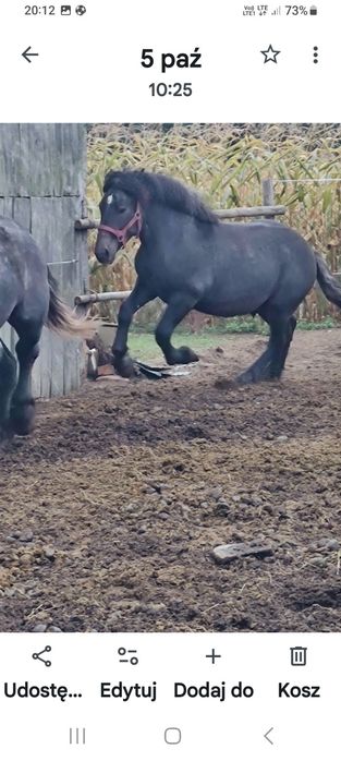 Sprzedam konie szpaki