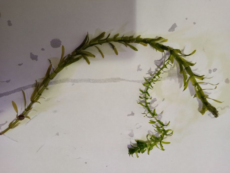 Гупі Черний принц