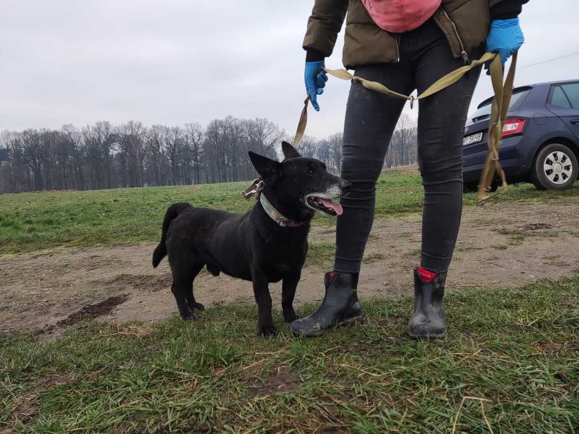 Trefl - czarujący Pan Brunecik z chęcią pozna kochającą rodzinkę!