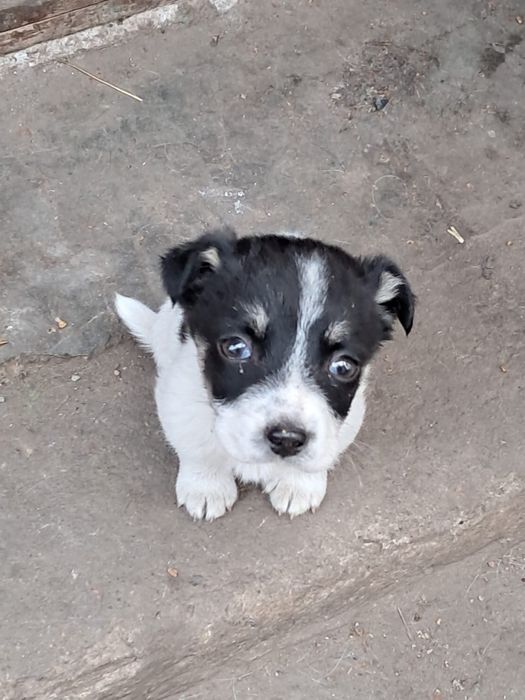 Віддамо цуценят в добрі руки